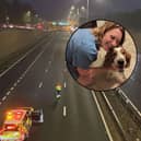 A lost dog has been reunited with his owner - after she caused the motorway to temporarily shut down 8 TIMES!!!