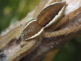 Fen raft spider.