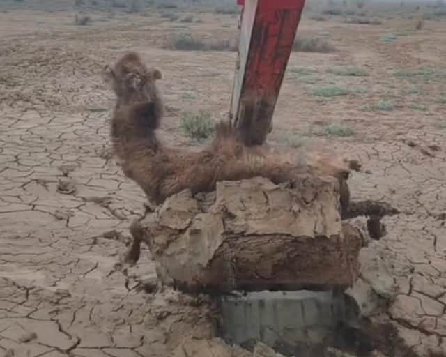 Video grab as a camel was rescued from being stuck in mud in the middle of a desert using an excavator.