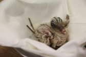 Rare pink baby pigeon hand-reared using a unique technique at Paignton Zoo in Devon.
