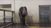 Mary the elephant takes a shower.