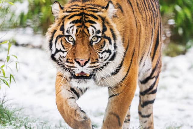 Tigers in the snow at West Midlands Safari Park.