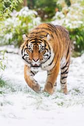 Tigers in the snow at West Midlands Safari Park.
