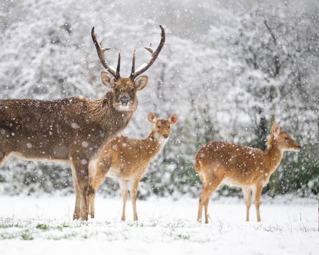 Deer pictured in the snowy winter wonderland at West Midlands Wildlife Park