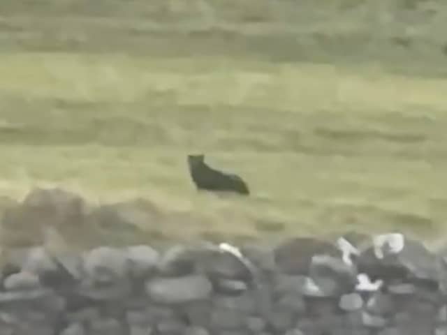 Footage shows a suspected big cat sitting in a field near the town of Askrigg, North Yorkshire.