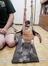 Flop the Humboldt penguin in the baby bouncer.