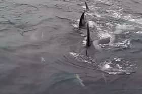 Donna Marie Woodhouse had an incredibly close encounter with a pod of orcas.