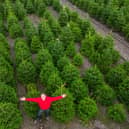 Owner Toby Ryley at Friezeland Christmas tree farm in Warwickshire
