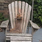 A fox cub needed a helping hand from an RSPCA rescuer after she got her paws stuck between the slats of a wooden garden chair in Surrey. 