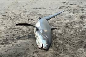 The thresher shark washed up on Par beach, Cornwall.