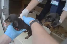 The puppies are lifted from the caravan.