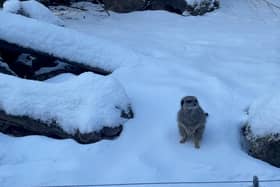 A meerkat enjoying the snow at Knowsley Safari.