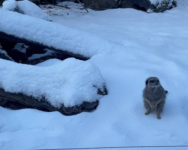 A meerkat enjoying the snow at Knowsley Safari.