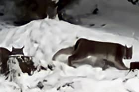 Lynx spotted in the Cairngorms National Park