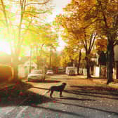 Between January 2023 and June 2024, nearly 5,000 dogs and over 20,000 cats were reported missing. 