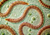 The tapeworm diet dates back to the Victorian era and can have dangerous consequences for your health.