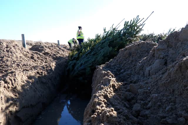 Volunteers plant Christmas trees in the sand dunes
