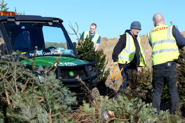 Volunteers plant Christmas trees in the sand dunes