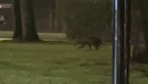 Video grab from footage showing the bizarre moment a dad and daughter spotted what they believed to be a 'kangaroo'- in southeast London. 