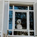 Dogs can sometimes become distressed when they are left alone for too long.