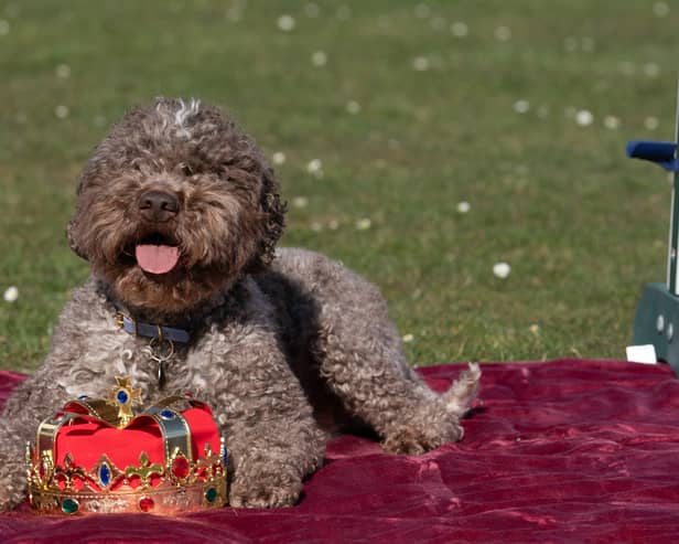 Lagotto Romagnolo Savvy at the launch of Crufts 2025