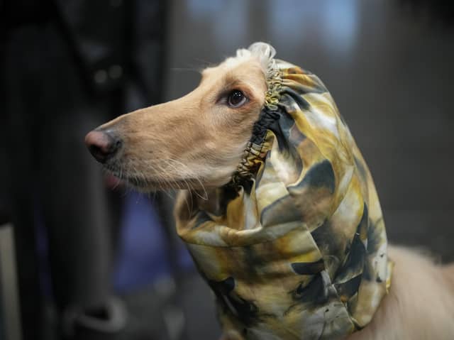 Crufts is on Channel 4 this weekend