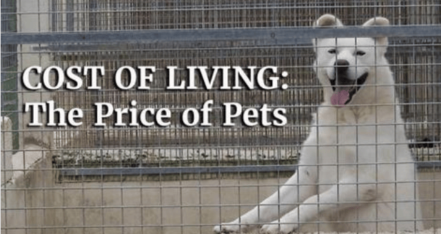 Photo of a dog in a kennel