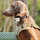 The Rola PetTracker clamps to a collar and connects to your smartphone