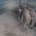 Baby giraffe.