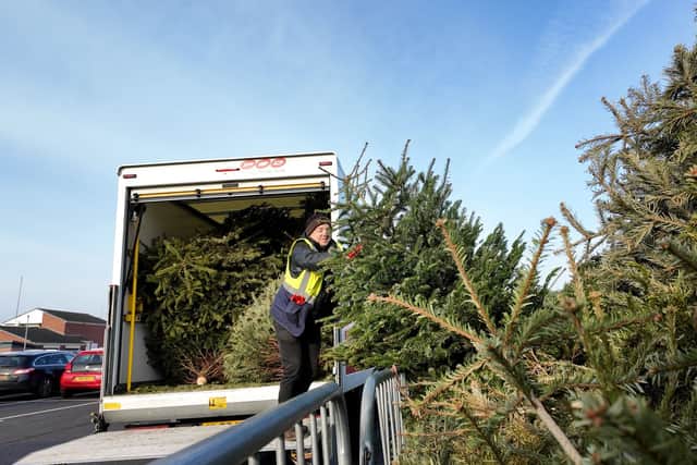 Volunteers at Trinity Hospice collect Christmas Trees and drop them off in St Annes North Beach car park ready for the planting ceremony.