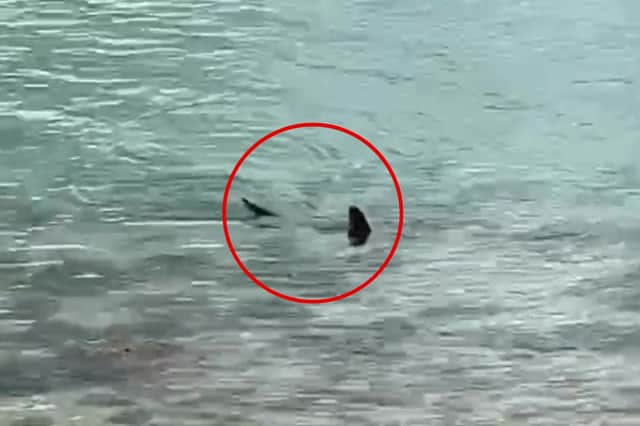 Massive shark circles waters off UK coast.