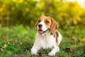 Amazon Prime Day Deals: Keep your dog cool during the heatwave with these gadgets