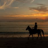 More than half believe the contribution of working animals is often overlooked