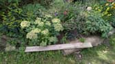 The pollinator area in the Serpentine Community Garden funded by the Climate and Nature Fund.