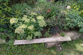 The pollinator area in the Serpentine Community Garden funded by the Climate and Nature Fund.