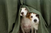 Ahead of Bonfire Night, Diwali, and New Year’s Eve, the British Veterinary Association (BVA) warns that whilst traditional celebrations are good for people, they can cause acute anxiety and panic-induced accidents in animals unless owners take preventative action. 