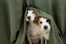 Ahead of Bonfire Night, Diwali, and New Year’s Eve, the British Veterinary Association (BVA) warns that whilst traditional celebrations are good for people, they can cause acute anxiety and panic-induced accidents in animals unless owners take preventative action. 