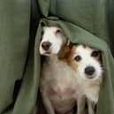 Ahead of Bonfire Night, Diwali, and New Year’s Eve, the British Veterinary Association (BVA) warns that whilst traditional celebrations are good for people, they can cause acute anxiety and panic-induced accidents in animals unless owners take preventative action. 