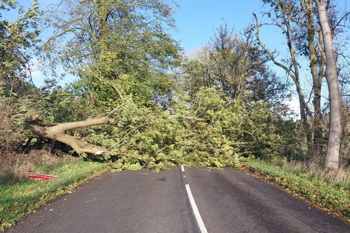 Strong winds bring down trees across Derbyshire roads