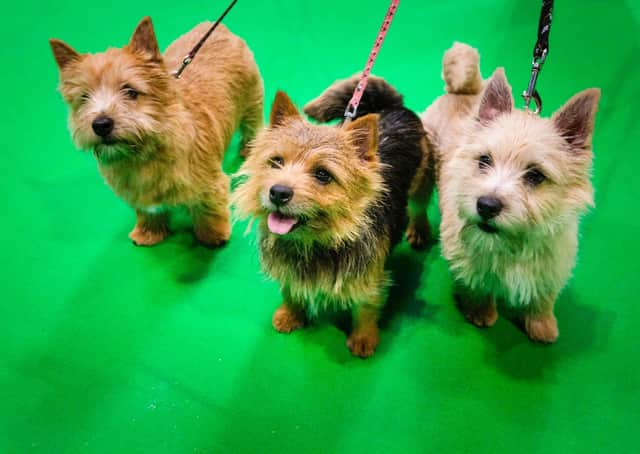 Crufts 2020 runs from March 5 to 8. Picture: Beat Media and the Kennel Club.