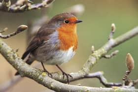 The RSPB's Big Garden Birdwatch returns this month (Credit: rspb-images.com)