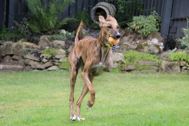 Sky joined Dogs Trust very recently, and is still adjusting to her new three-legged lifestyle. The bouncy lurcher is still a baby at only 2 years old, and despite being on three paws she can still bounce around like any other pup.