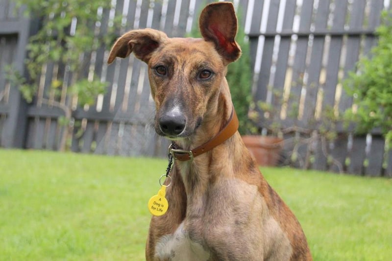 Despite her needing to be the only pet in the house, Sky has no problems making friends on her walks and would love to have some regular companionship with some other canine pals.