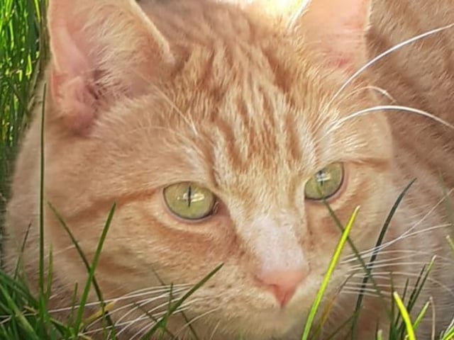 Janice Lee Flynn: "Harry my beautiful affectionate cat."