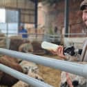 Bottle Feeding Lambs at Bluebells Farm Park