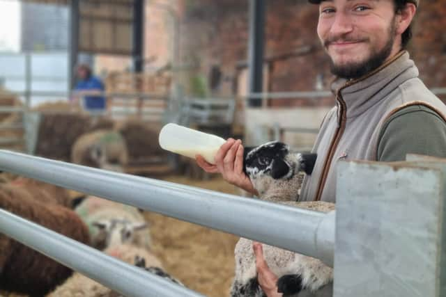 Bottle Feeding Lambs at Bluebells Farm Park