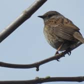 A delightful photo from Irene Gilsenan has a dunnock showing off its breeding plumage at Bradwell.