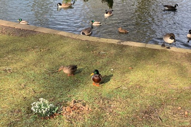 These feathered friends are shown enjoying a spot of sunshine in Buxton, in the latest snap from Pauline Baines.