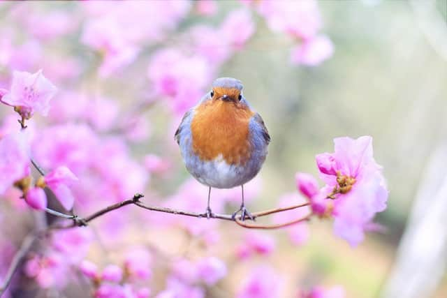 The RSPB Garden Birdwatch takes place this weekend