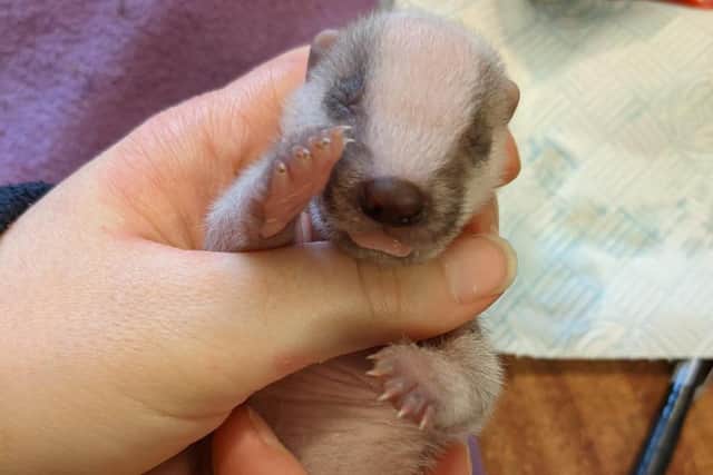 Valentine was found alone - the only survivor of a litter of three - while his mother had not been seen for three days